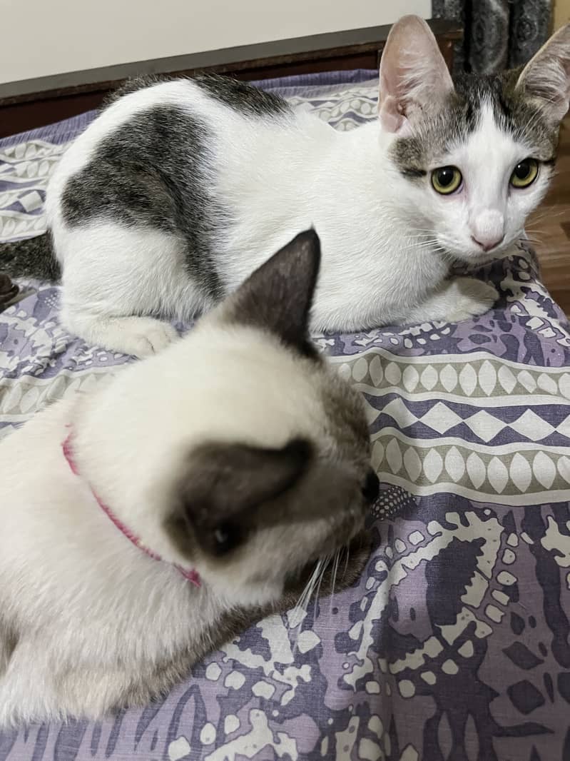 Kitten for adoption 2