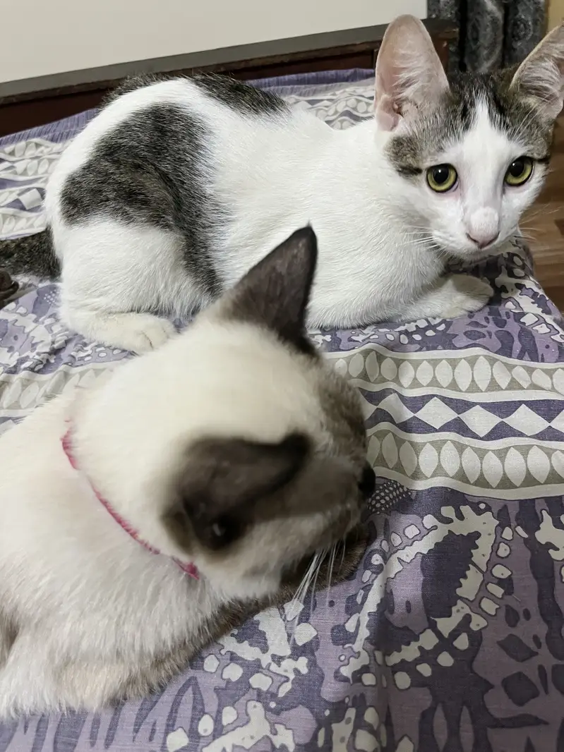 Kitten for adoption — photo 3