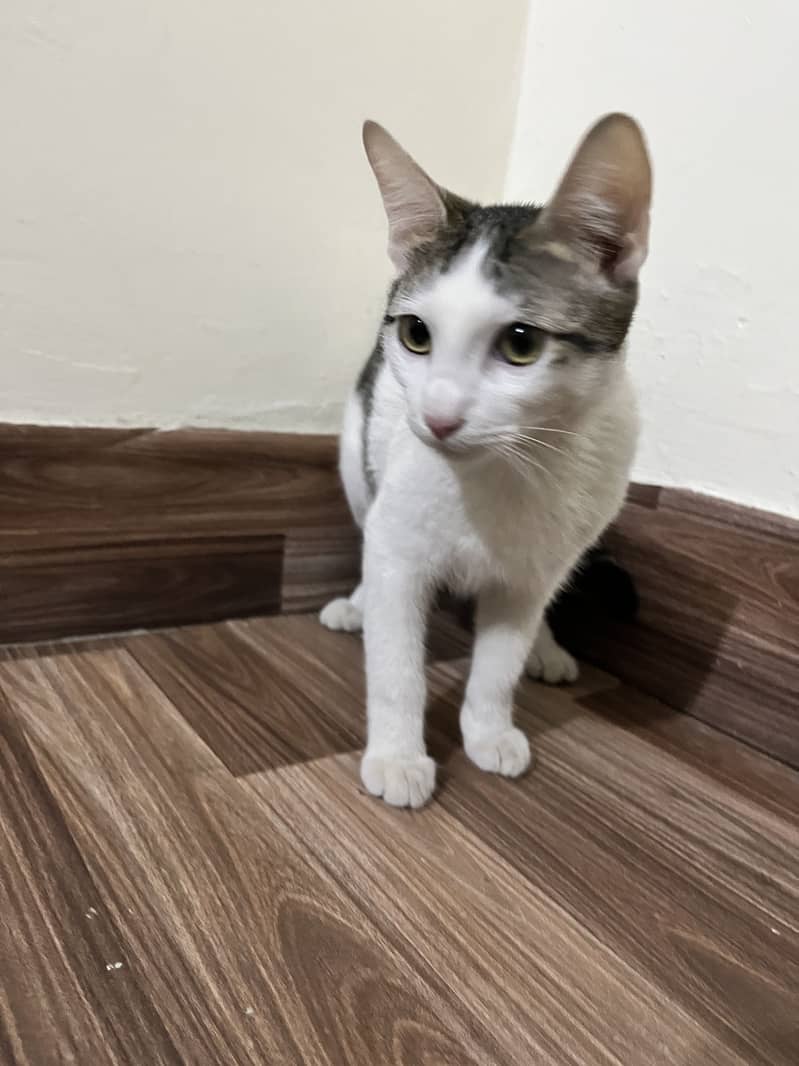 Kitten for adoption 3
