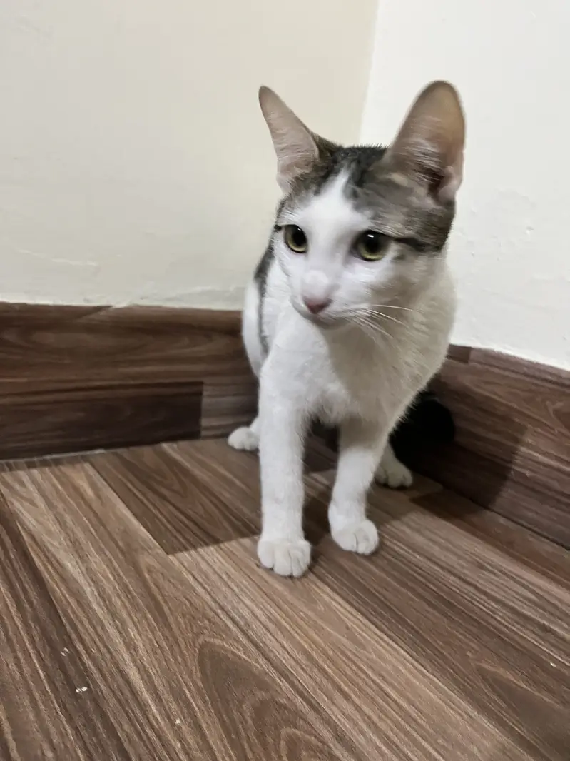 Kitten for adoption — photo 4
