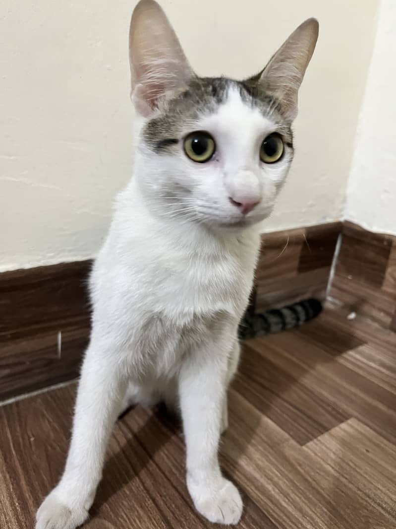 Kitten for adoption 4