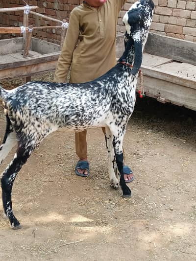 High Quality Black Makhi Chiini Bakri For Sale