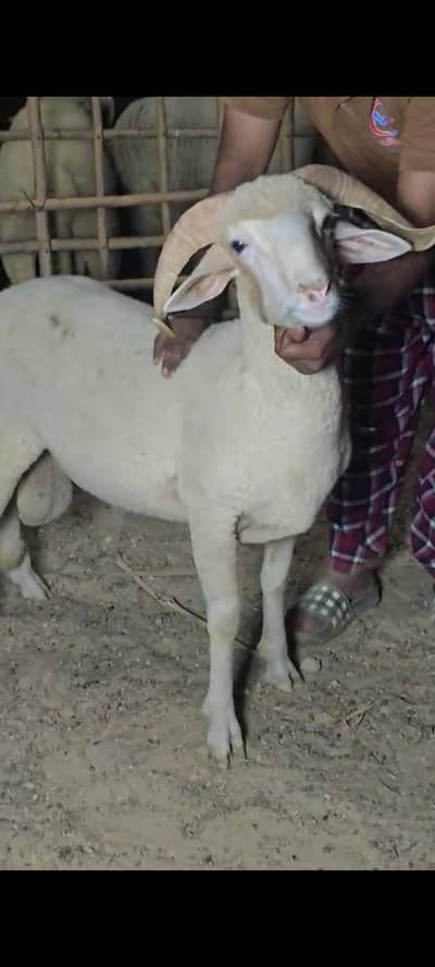2 dant Longtail dumba