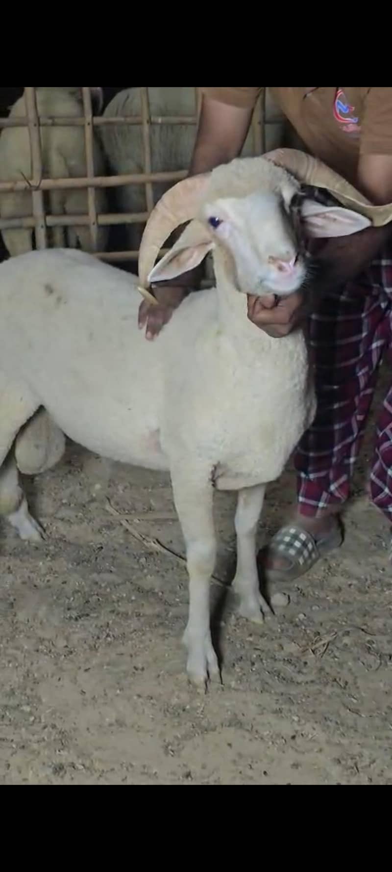 2 dant Longtail dumba 0