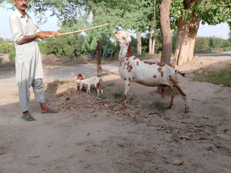 goats 0