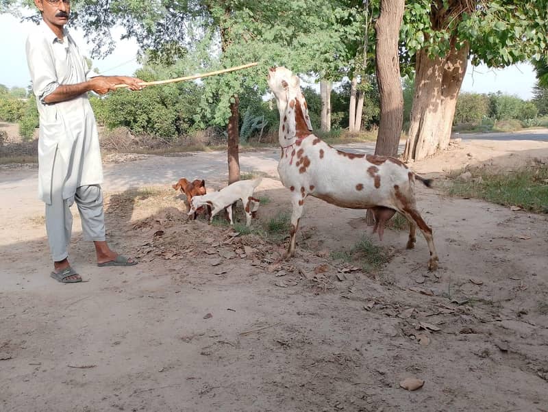 goats 1