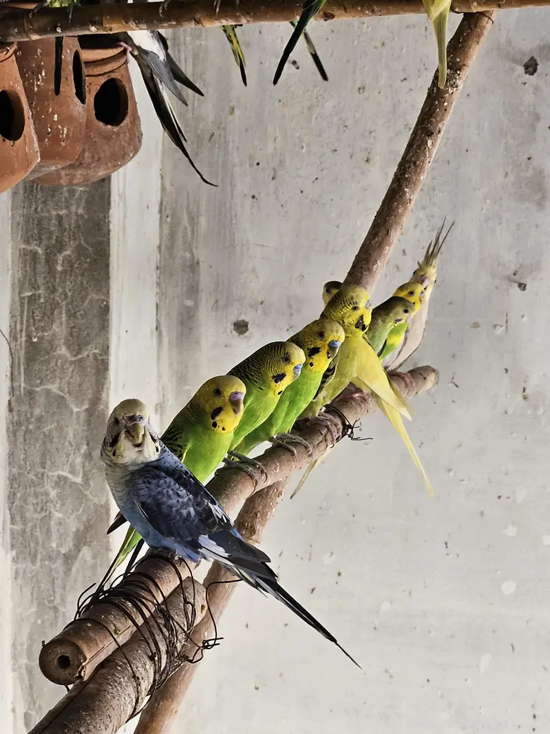 Cocktail Chiks for hand tame Budgies pairs finches exhibition — photo 4