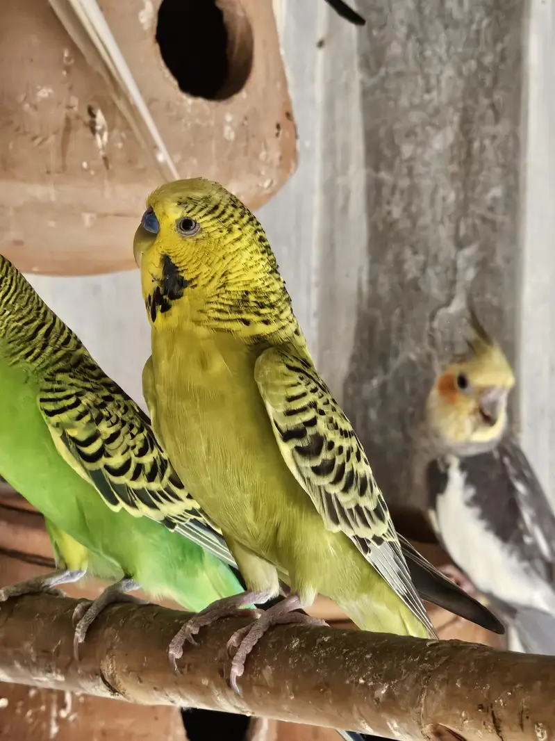 Cocktail Chiks for hand tame Budgies pairs finches exhibition — photo 5