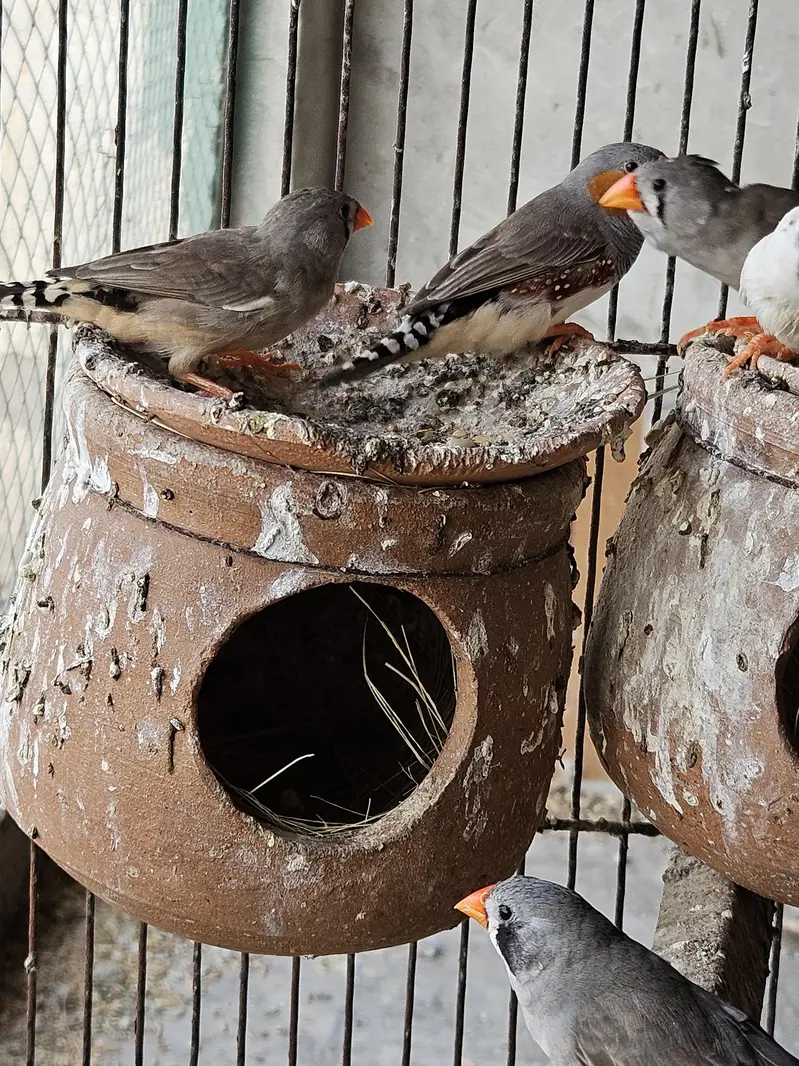 Cocktail Chiks for hand tame Budgies pairs finches exhibition — photo 9