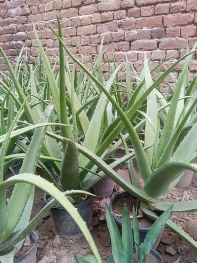 mulhtlif kisam k plants 0320 73200.40