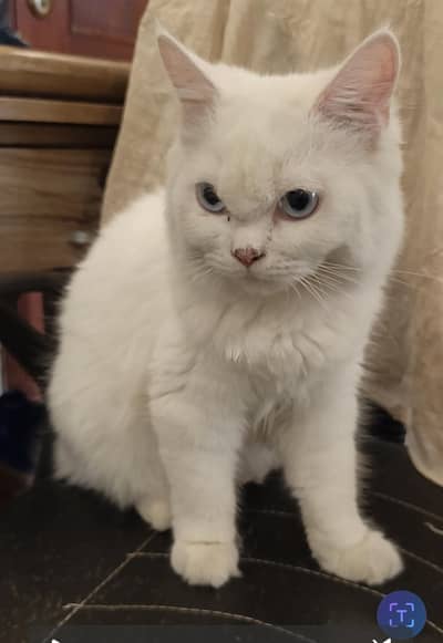 Persian cat triple coated full white
