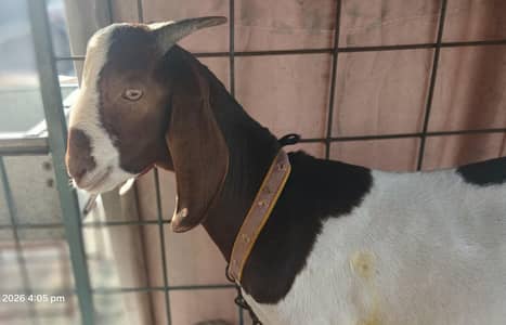Teda Tapra Bakra Hai Abhi Kheera Hai Price Almost Final