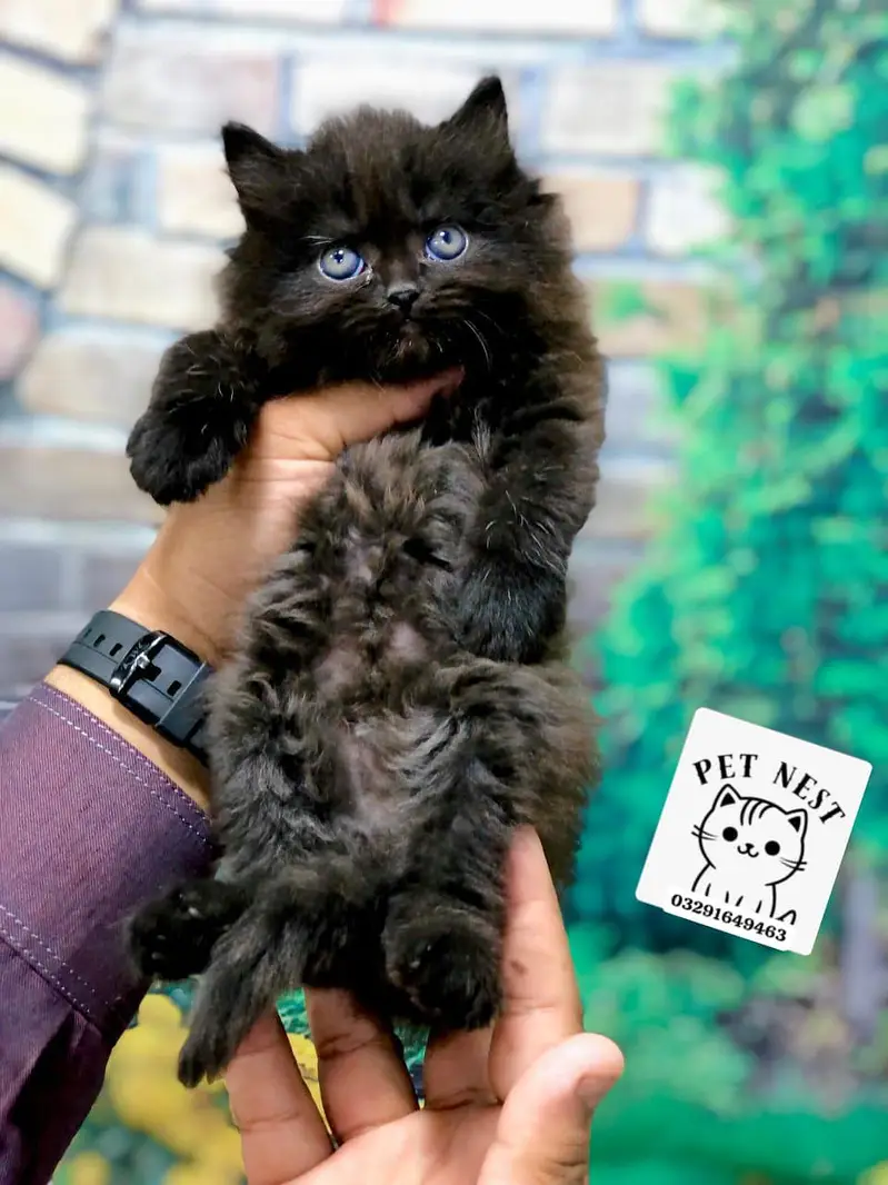 cash on delivery Parshion punch face kitten — photo 2