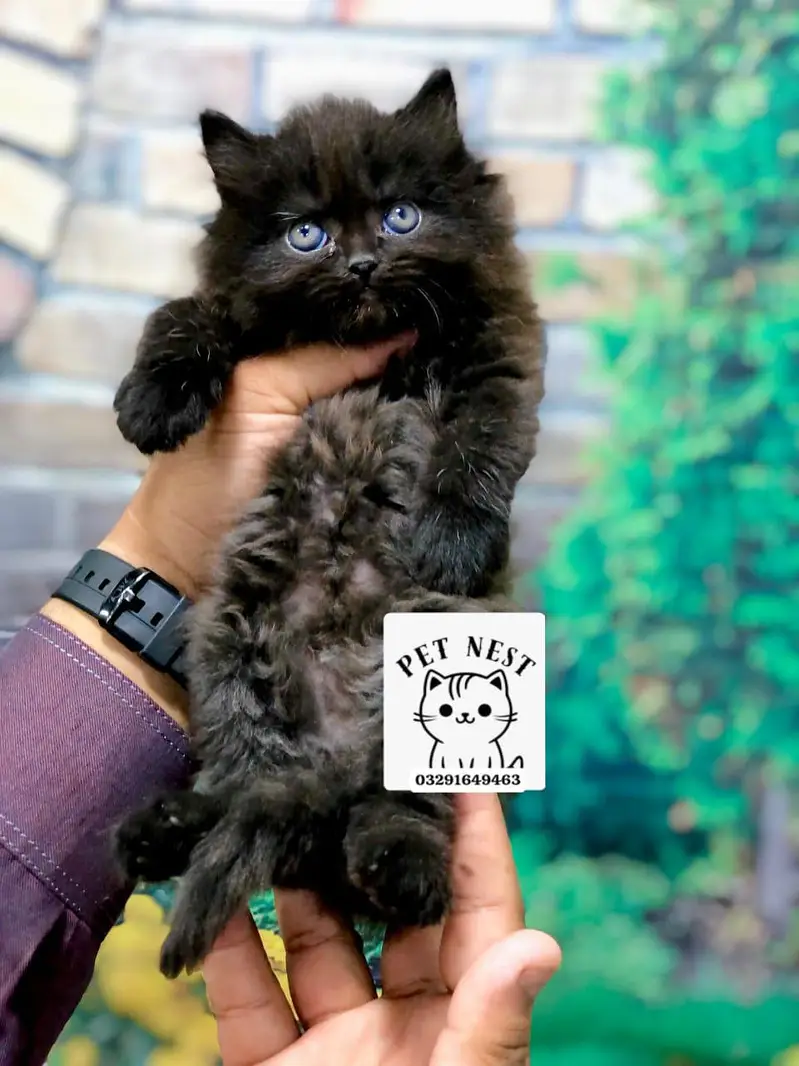 cash on delivery Parshion punch face kitten — photo 4