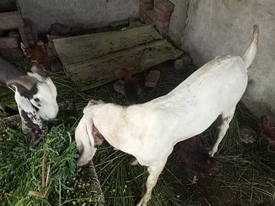 Home Farming BAKRY