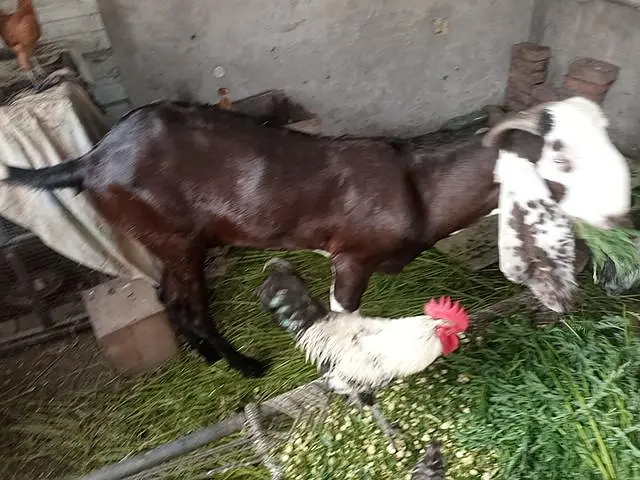 Home Farming BAKRY — photo 2