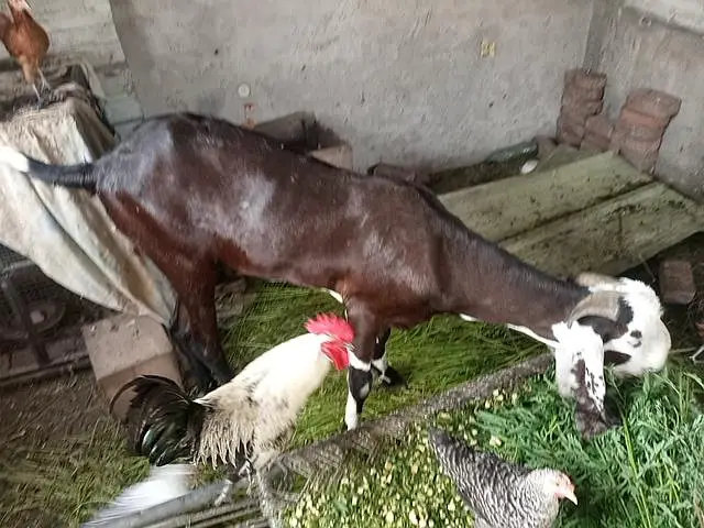 Home Farming BAKRY — photo 3