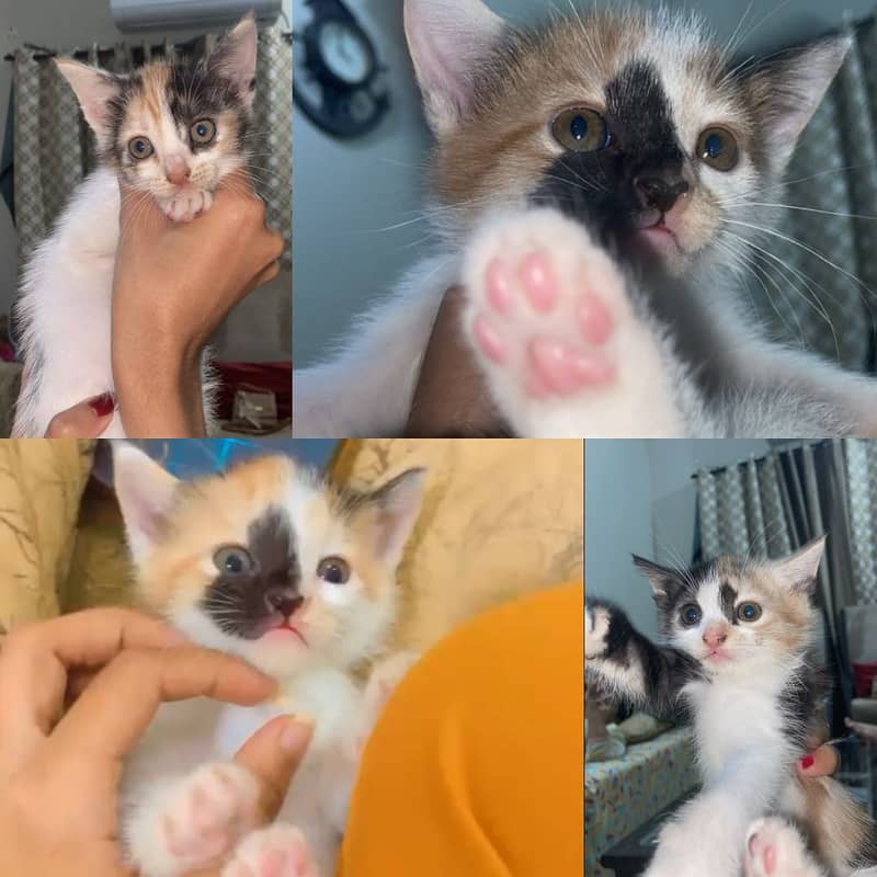 Semipercian Kittens 0