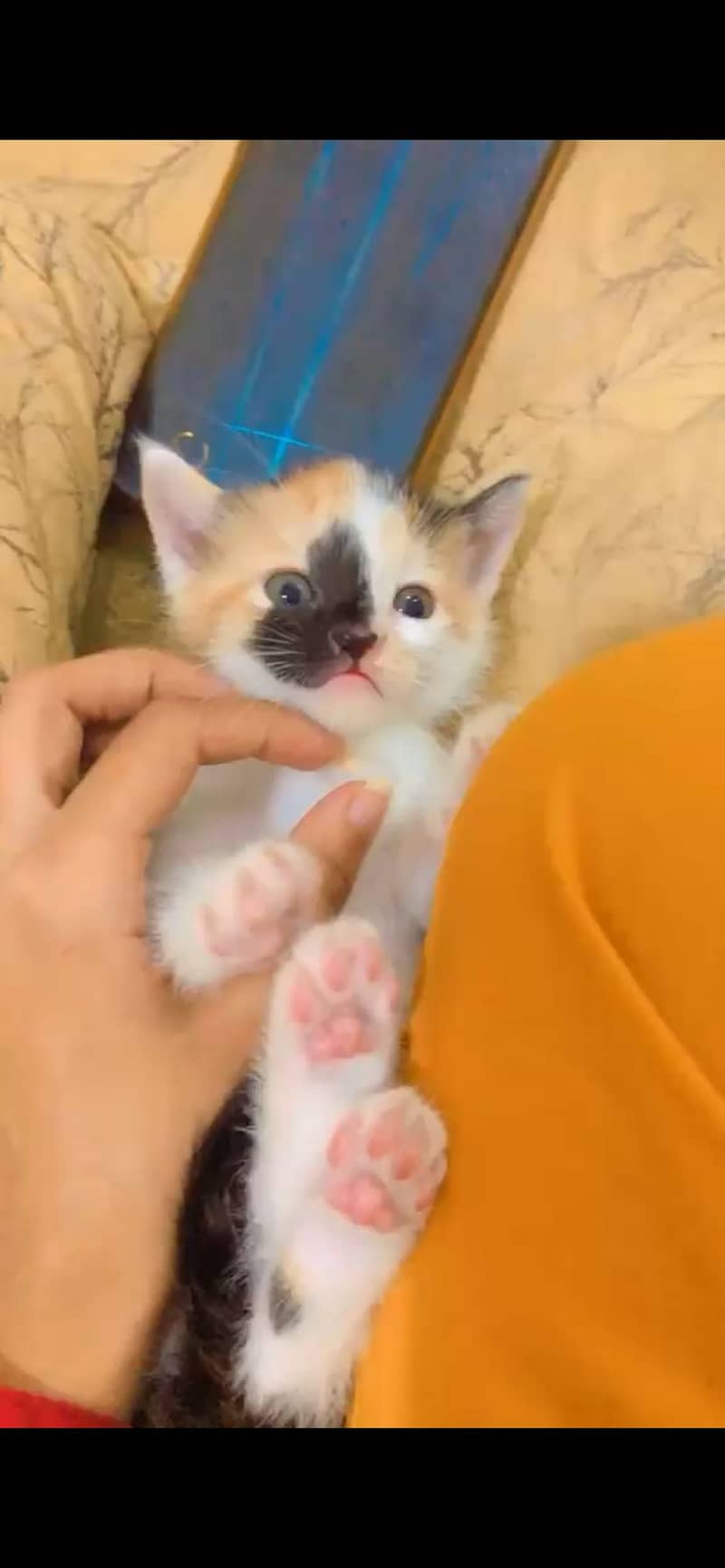 Semipercian Kittens 1