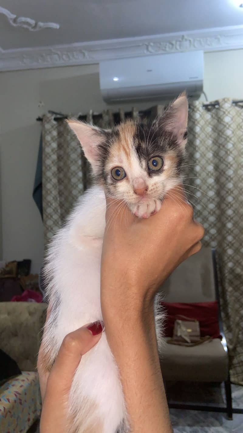 Semipercian Kittens 2