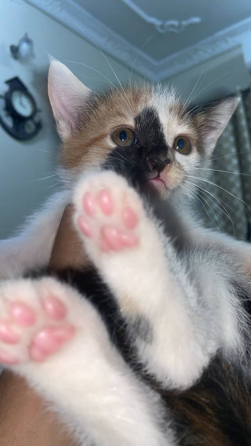 Semipercian Kittens 3
