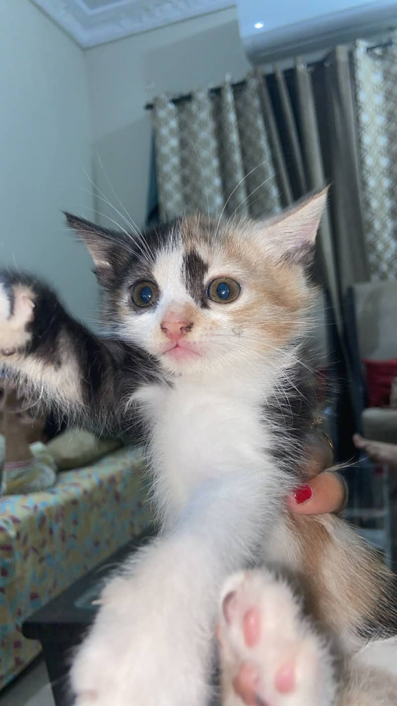 Semipercian Kittens 4