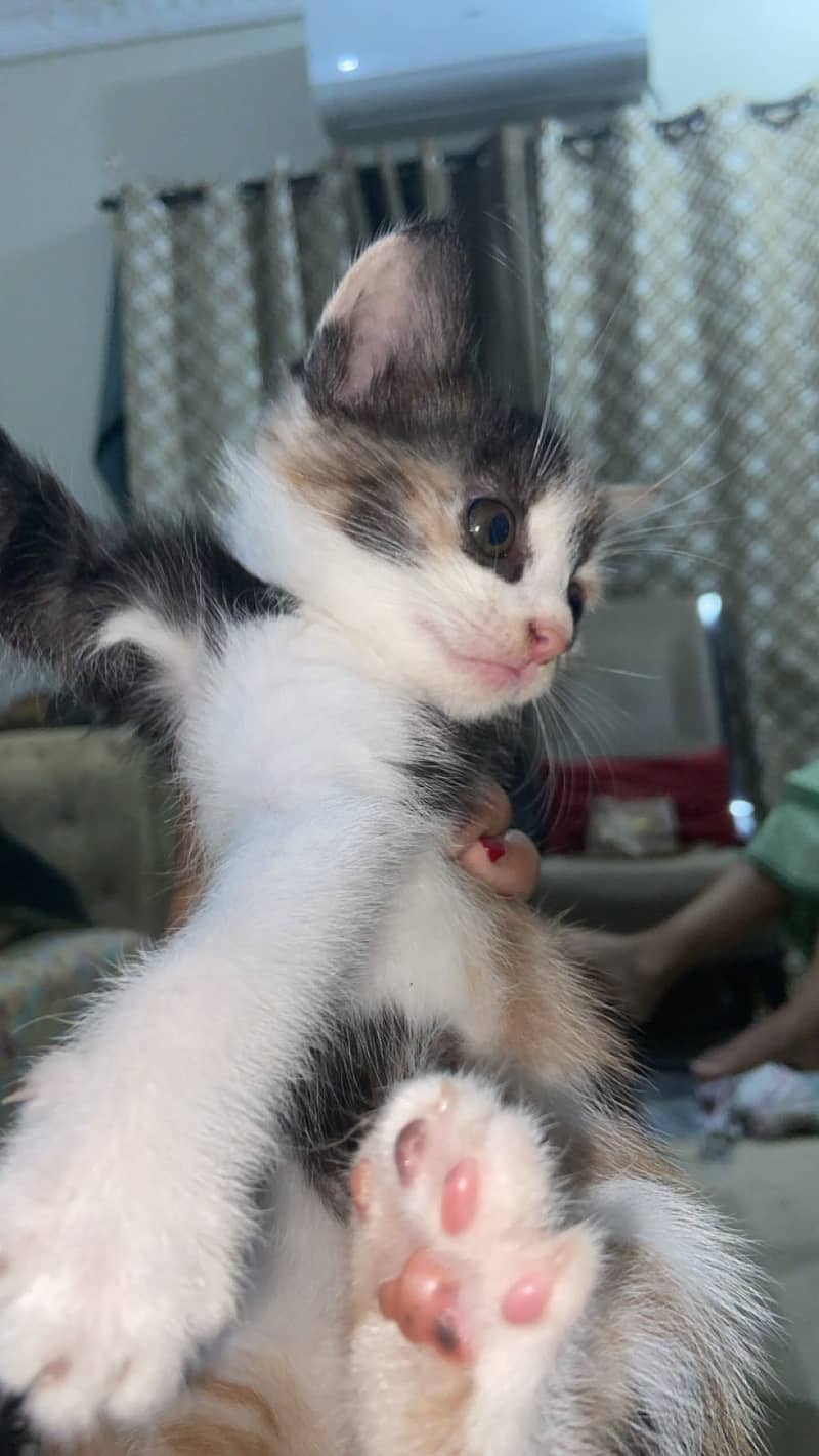 Semipercian Kittens 5