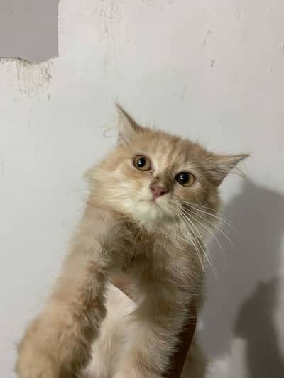 3ripl coat pure persian