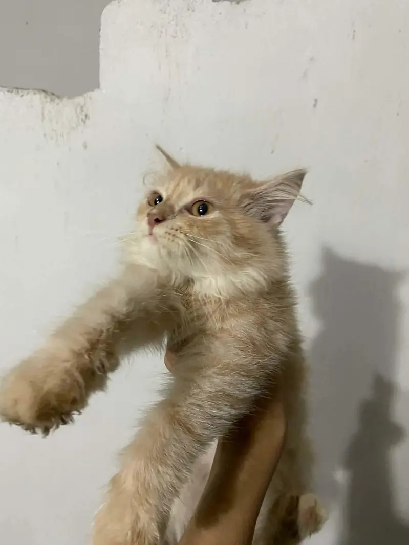 3ripl coat pure persian — photo 2