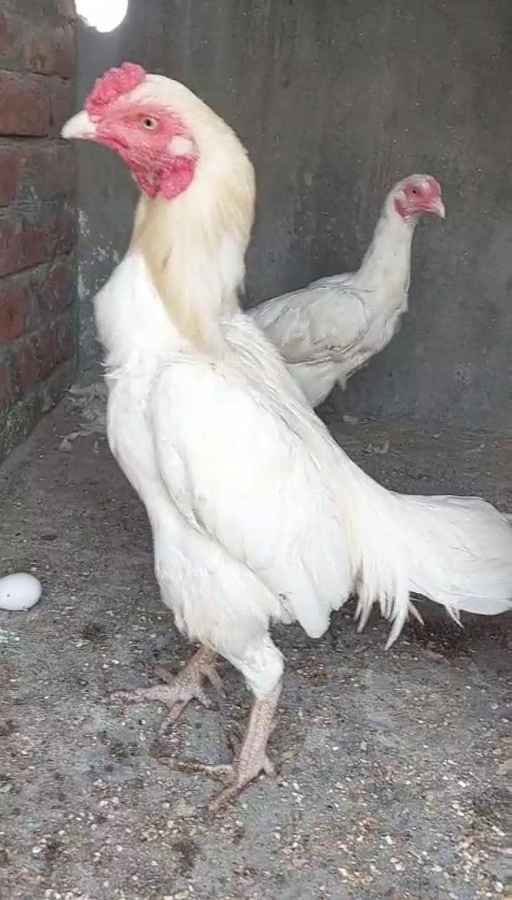 Aseel white 1