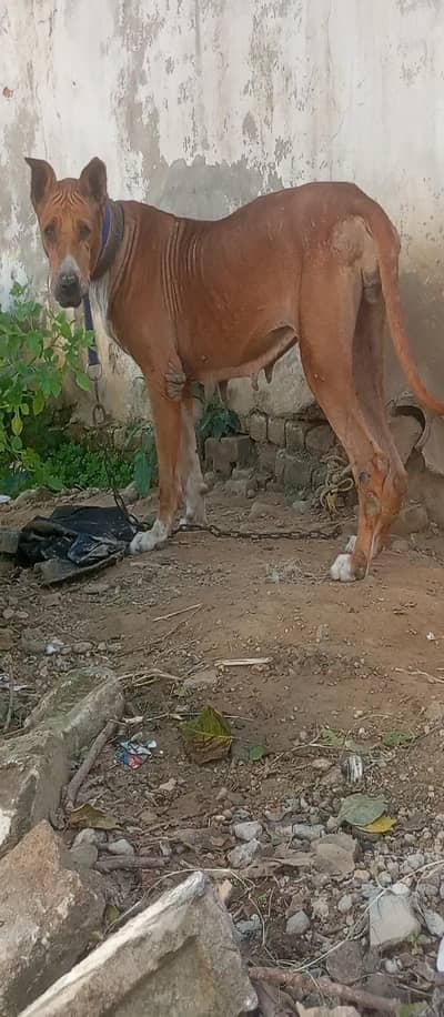 bully female