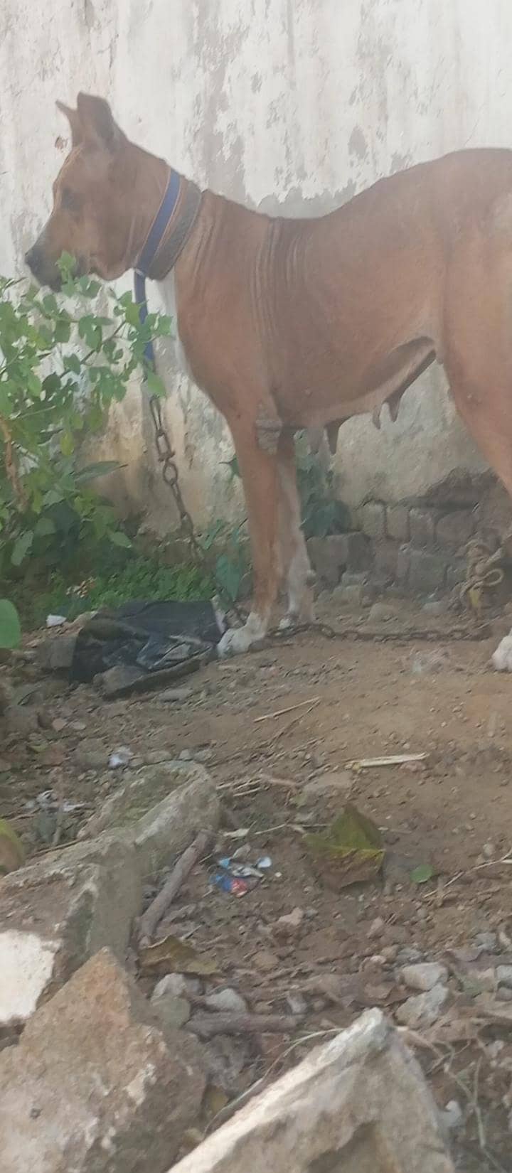 bully female 1