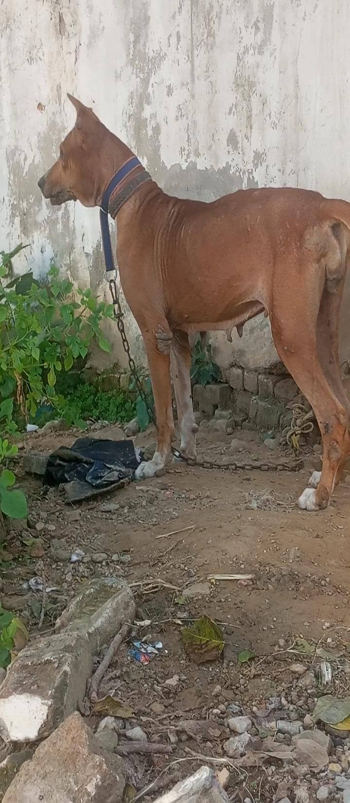 bully female 2
