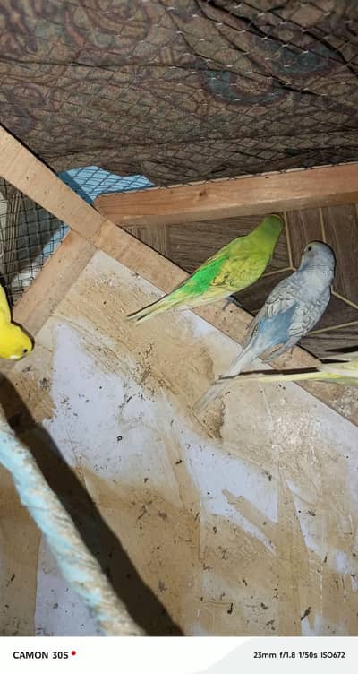 3 adult pairs
