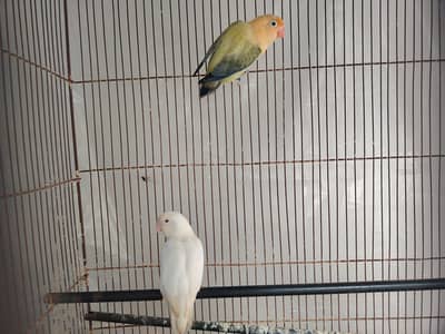 lovebirds