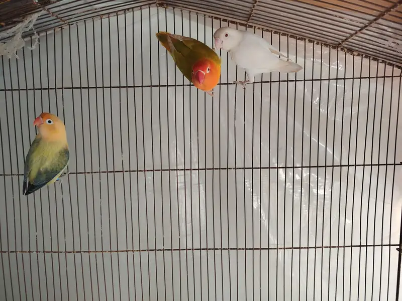 lovebirds — photo 2