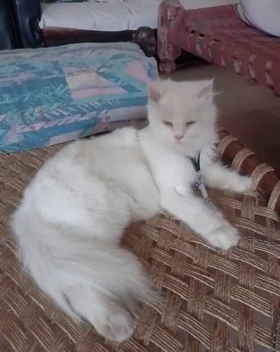Trained cat
