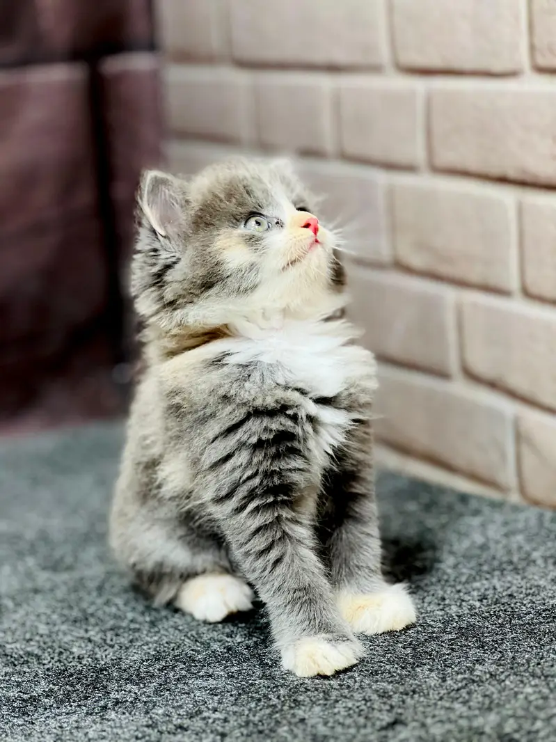 cash on delivery Parshion punch face kitten — photo 6
