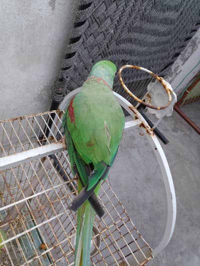 raw parrot for sale