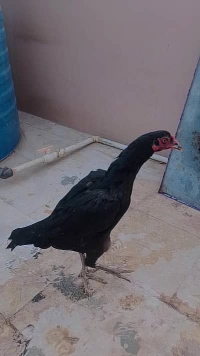 Pure mushka aseel maadi