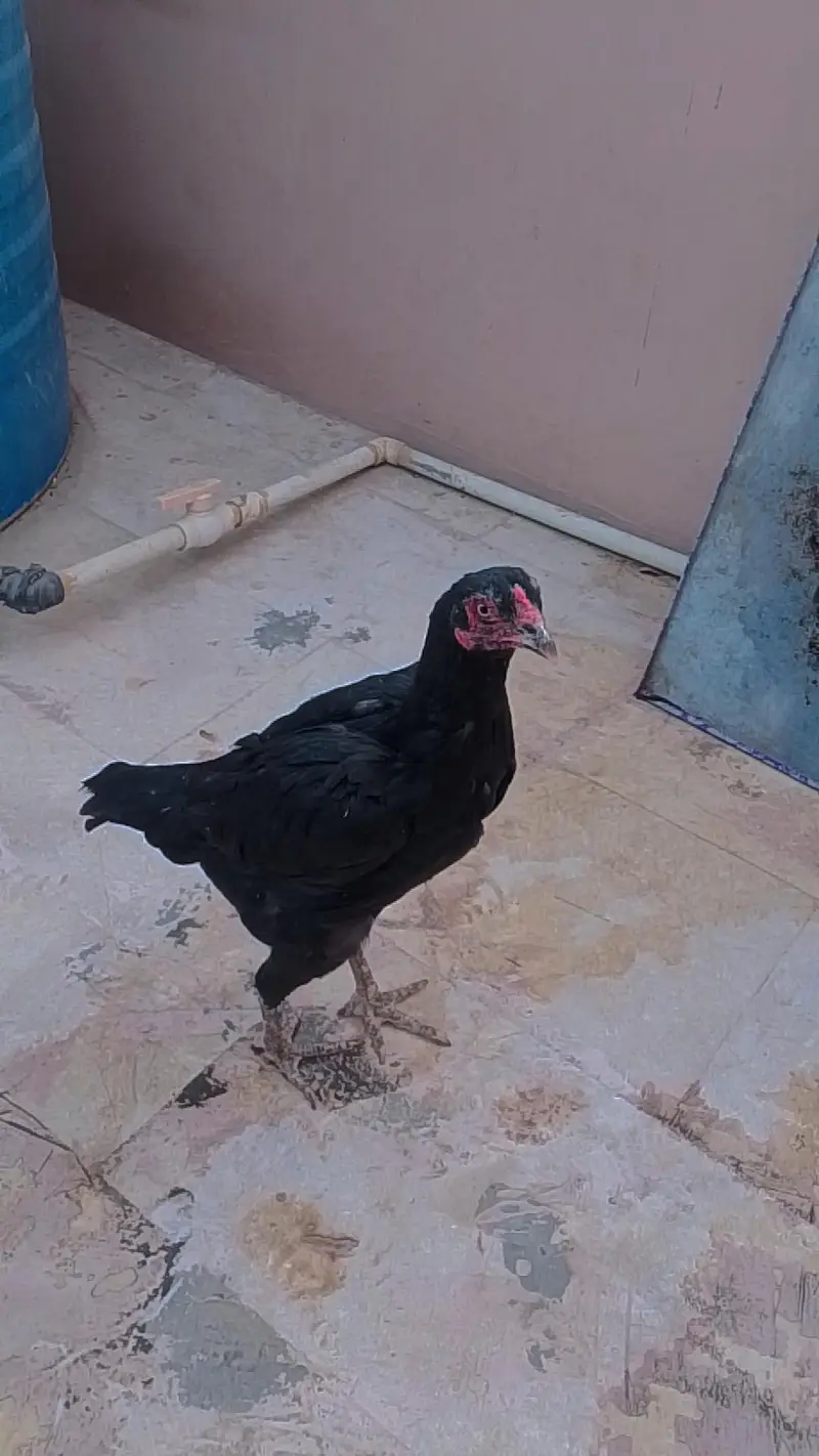 Pure mushka aseel maadi — photo 8