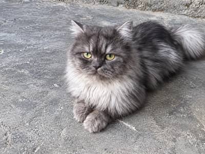 Persian male cat for sale  triple  coat