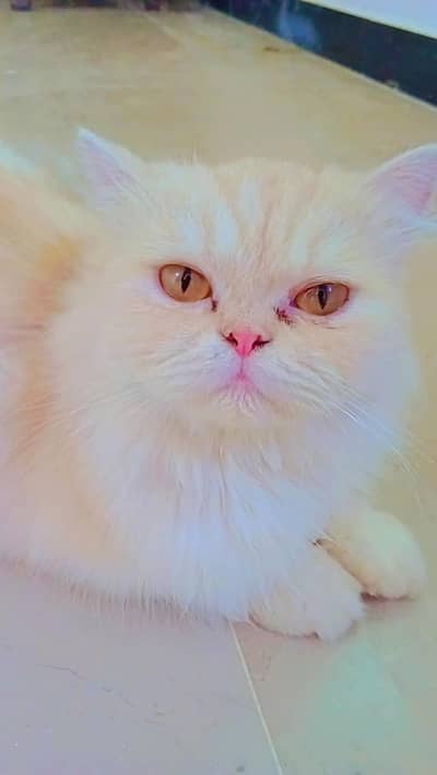browni creami Persian cat for sale