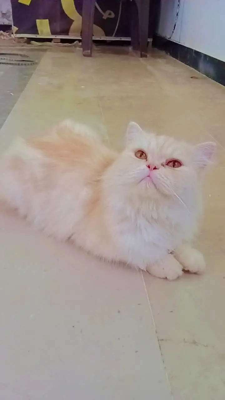 Name bella browni creami Persian cat for sale — photo 2