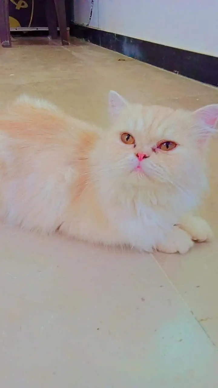Name bella browni creami Persian cat for sale — photo 3