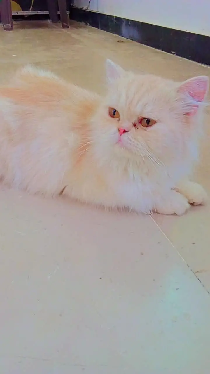 Name bella browni creami Persian cat for sale — photo 4