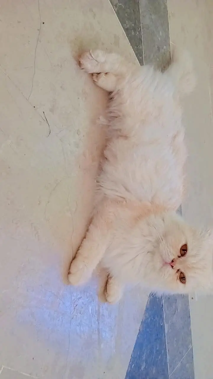 Name bella browni creami Persian cat for sale — photo 5