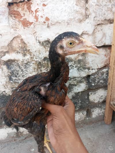 aseel mianwali chicks for sale  1 male 1 female