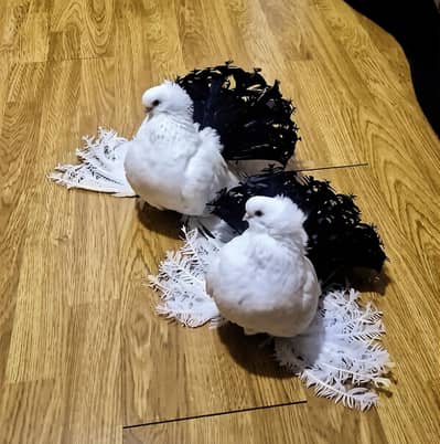 Fancy Pigeon Indian Faintail Pair For Sale