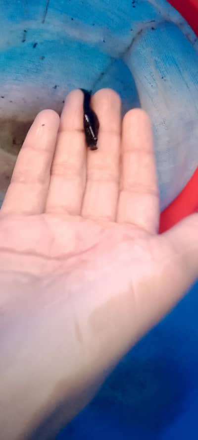High quality molli fish